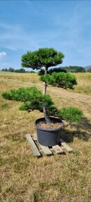 Záhradné bonsaje NIWAKI Pinus nigra - 9