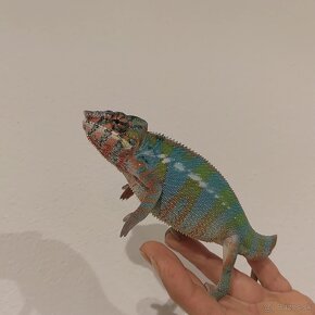 Chameleon pardalis - 9