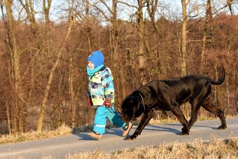 Cane Corso štěňata s FCI PP - 9