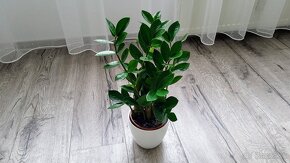 Zamiokulkas (Zamioculcas zamiifolia) - 9