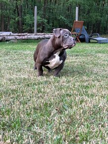 American Bully Pocket - 9