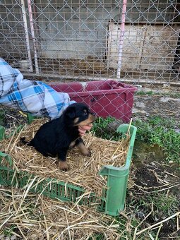 Rotvajler, rottweiler, rtw - 9