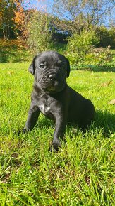 Cane Corso s PP - 9