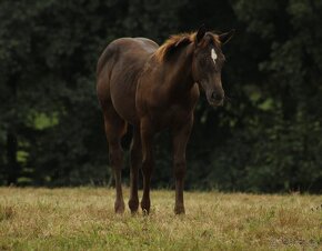 Black Appaloosa colt - 9