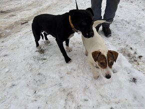 Predám šteniatka jack russel teriér x Stafford terier - 9