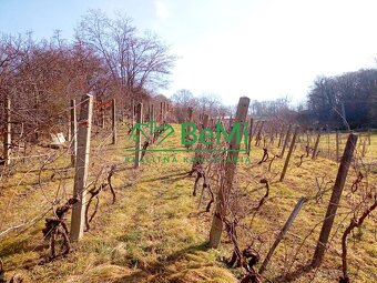 Predaj pozemku s vinicou a viničným domom - Levice ( 045-13- - 9