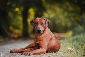 rodézsky ridgeback - 9