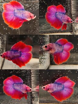 Betta Splendens - Bojovnica Pestrá. - 9