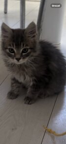 Main coon - 9