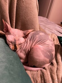 Sphynx - 9