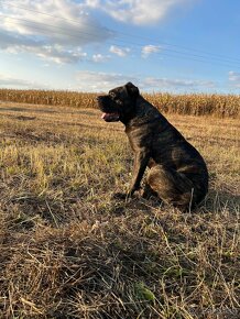 BANDOG,BANDOGGEE MASTIFF,AMERICAN BANDOG MASTIFF NA KRYTIE - 9