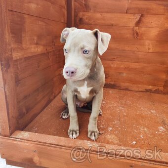 Americký pitbulterier pitbul pitbull silver lilac rare Top - 9