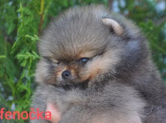 Pomeranian Boo - 9