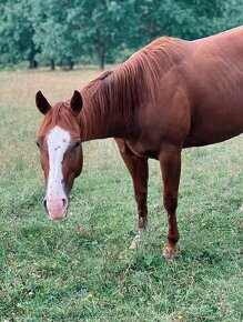 Predám kobylku quarter horse QH - 9