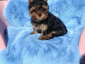 Yorkshire terrier - 9