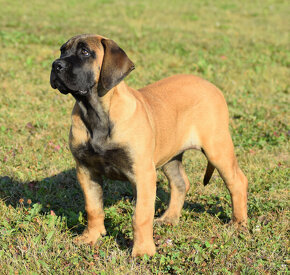 búrský buldok- boerboel - 9