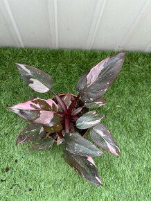 Philodendron pink Princess - 9