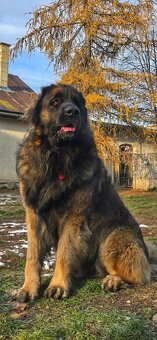 Leonberger s PP - 9