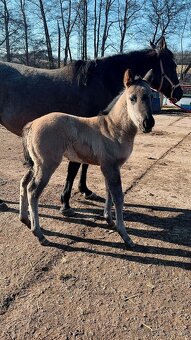 Grullo klisna American Quarter Horse v typu bull - 9