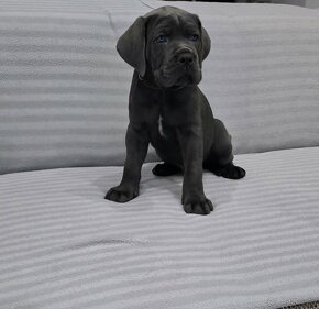 Cane corso s PP - 9