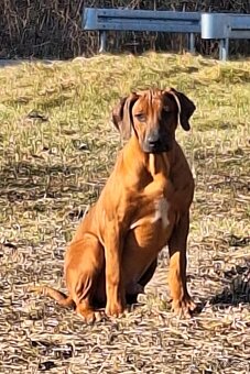 Rhodesian Ridgeback - 9