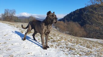 Cane Corso s PP - 9