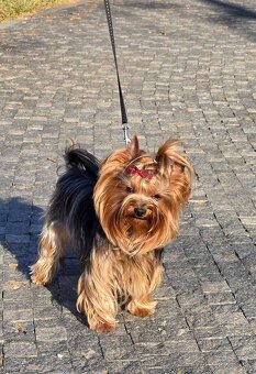 Yorkshire Terrier s PP - 9