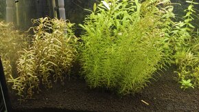 Krevetky,  akvarijné rastlinky - 9