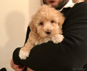 Mini maltipoo +36209877091 - 9