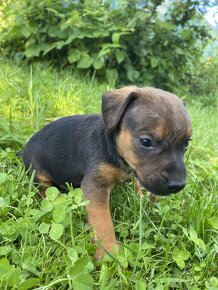 Patterdale terier - 9