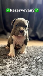 American bully xl / American bully xxl - 9