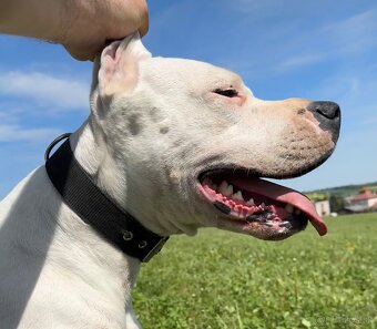 Argentínska doga štěňata, Dogo Argentino - 9