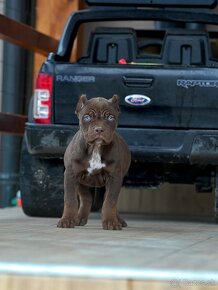 American Bully XL /XXL Pitbull - 9