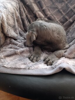 Cane corso modrý psík - 9