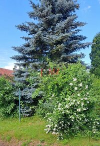 Rodinný dom, stavebný pozemok 1000 m2, Nový Tekov (SM -782) - 9