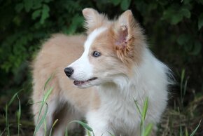 Border kólia bez pp, border collie - 9