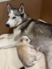 Šteniatka krížené s husky - 9