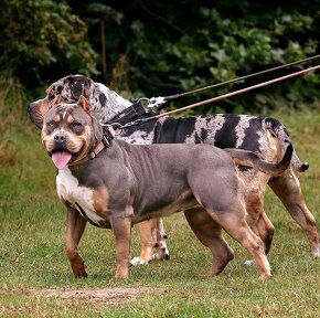 American bully xl - 9