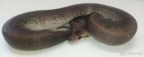 Python regius zlava 20% - 9