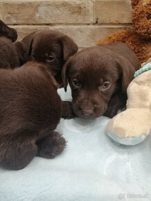 Labrador retriever šteniatka - 9