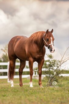 Kobylka Quarter Horse (AQH) - 9