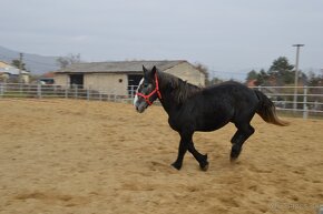 Predám valacha - Percheron - 9