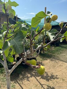 Figa - Ficus Carica - Figovník - ZĽAVA - 9