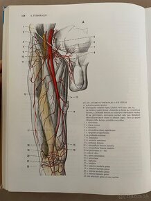 Anatómia Čihák 1,2,3 - 9