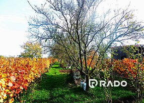 RADO | Vinohradnícky domček s pozemkom v meste Skalica - 9