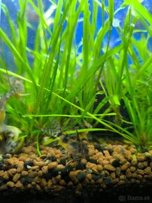 Corydoras paleatus - 9