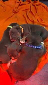 American Bully pocket - 9