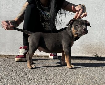 American Bully pocket - 9