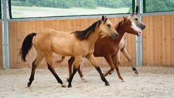 Dvouletá buckskin Quarter Horse klisna, nominace na Futurity - 9