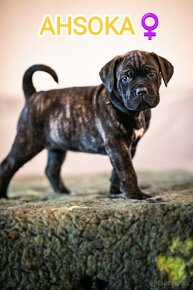 Cane Corso šteniatka s PP - 9